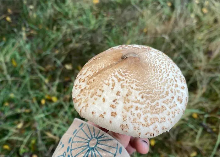 Rural El Pingón * Manzanal de Arriba